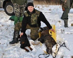 Reproduktory rasy GOŃCZY POLSKI użytkowe zapraszają suczki - 7