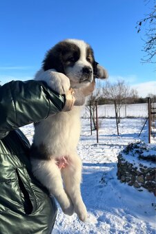 Owczarki Środkowoazjatyckie - 7