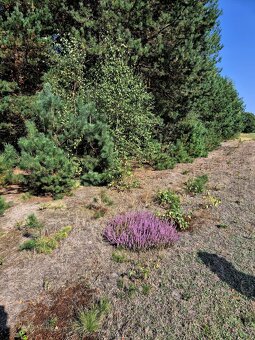 Działka Rolno-Rekreacyjna 3000m2 przy Puszczy Bolimowskiej - 7