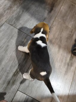 Beagle Suczka Tricolor - 7