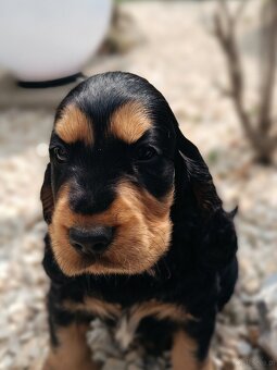 Cocker Spaniel Angielski - 7