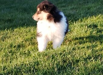 Owczarek szkocki collie długowłosy - 7