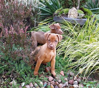 Szczeniaki Patterdale Terrier Terier ZKwP FCI - 7
