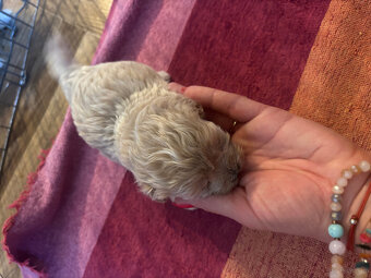 Maltipoo miniaturka do 1,5 kg F1 rodowód - 7