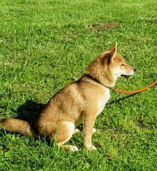 Shiba Inu czerwona, mała suczka o wielkim serduszku - 7