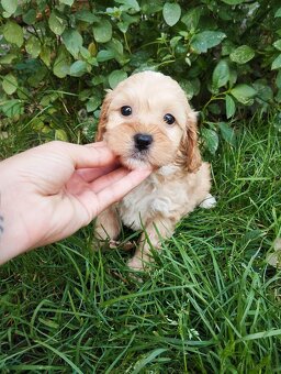 Cockapoo f1b - 7