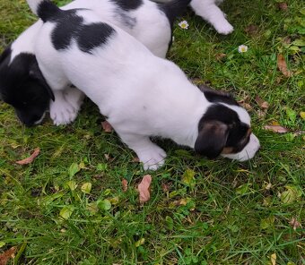 Jack Russell Terrier - 7