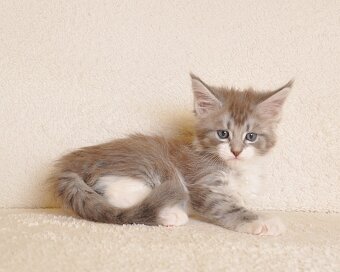 Przepiękna koteczka Maine Coon - LEGALNA HODOWLA - 7