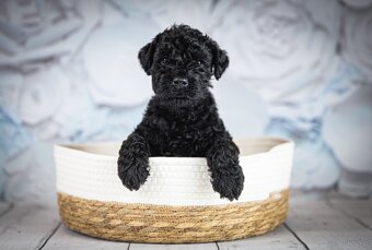 Szczeniak Kerry Blue Terrier - 7