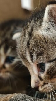 Kociaki na sprzedaż po 23 lutego. W typie norweski leśny - 7