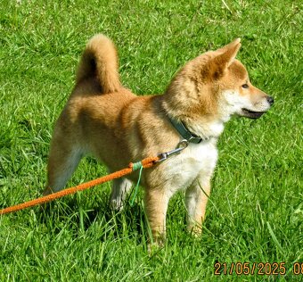 Shiba Inu, czerwony, pięciomiesięczny piesek - 7