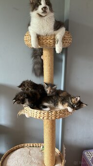 Koki Rasy Maine Coon - 7