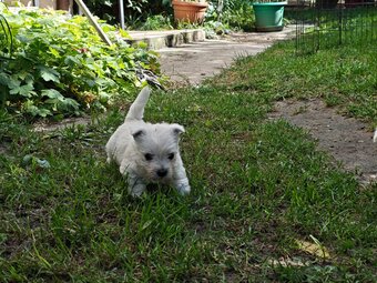 Szczenięta West Highland White Terrier - 7
