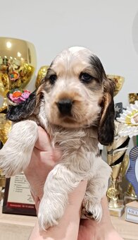 Cocker spaniel angielski - 7