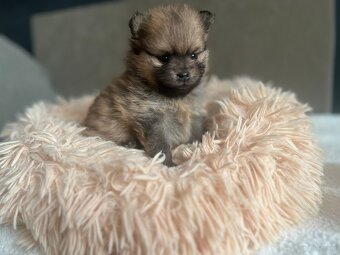 Szpic Miniaturowy, Pomeranian - 7