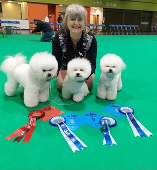 Bichon frise s PP - 7