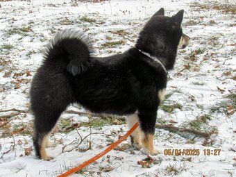Shiba Inu, dwoje ośmiomiesięcznych szczeniąt - 7