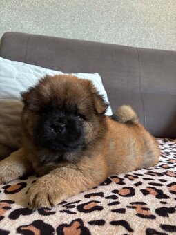 Chow Chow - 7