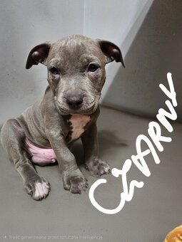 Oddam szczeniaki - 7