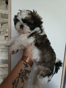 Shih Tzu Tricolor Suczka - 7
