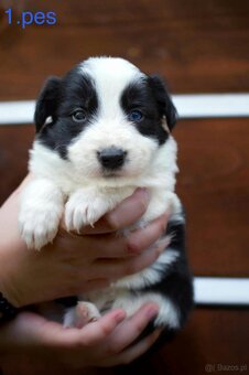 Border Collie - 7