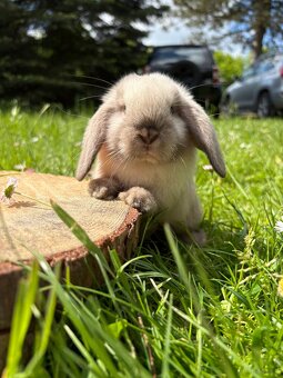 Królik miniaturowy mini lop seal point - 7