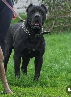 Bandog šteniatka - 7