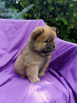 Wzorcowe Chow Chow Czał Czał rodzice FCI - 7