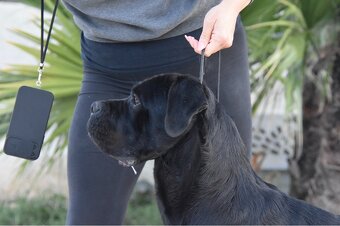Szczenięta Cane Corso z FCI - 7