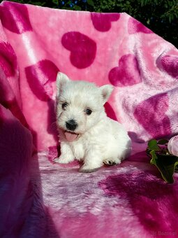 Wzorcowa suczka West highland white terrier ojciec FCI - 7