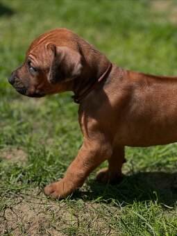 Rhodesian Ridgeback s pp - 7