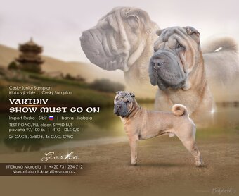 Sharpei, šarpej stěně s PP - 7