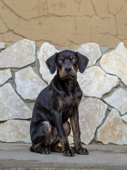Catahoula Leopard Dog - 7
