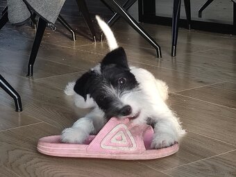 Parson Russell terrier piesek rodowodowy FCI - 7