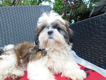 Sunia shih tzu Bibi - 7