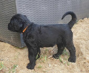 Czarny terier rosyjski - szczeniak - 7