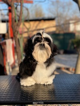Shih Tzu PP ( shihtzu, sicu) - 7