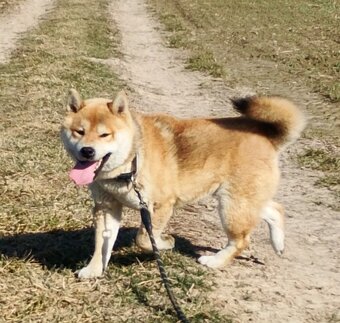 Shiba Inu - czerwony, roczny samczyk - 7