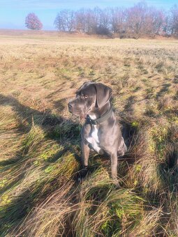 Cane Corso suka 14 miesięcy - 7