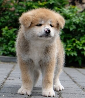 Akita Inu Akita japońska ZKWP FCI po Championie - 7