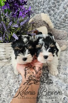 Yorkshire Terrier Biewer (TRICOLOR) piesek PASZPORT - 7