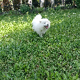 Samoyed szczenięta - 7