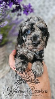 Pudel Toy/Miniaturowy Blue Merle adania Genetyczne Paszport - 7