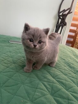 Kotki brytyjskie - 7