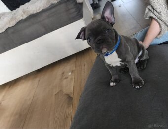 Buldogi francuskie - 7