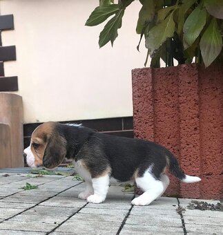 Beagle / Bigle - szczenięta rodowodowe ZKwP / FCI po Champio - 7