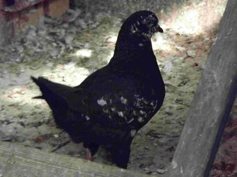 sprzedam gołębie - 7