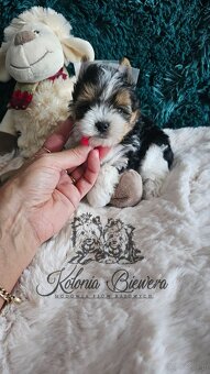 Yorkshire Terrier Biewer (TRICOLOR) piesek PASZPORT - 7