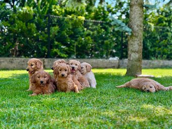 Goldendoodle mini Pudel & Golden retriever F1 Śliczna sunia - 7