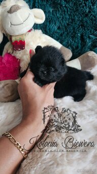 Szpic Miniaturowy/pomeranian PASZPORT - 7